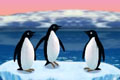 Turbocharged Penguins
